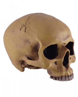 Antiker Totenkopf ohne Unterkiefer 19cm