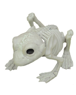 Frosch Skelett 13cm