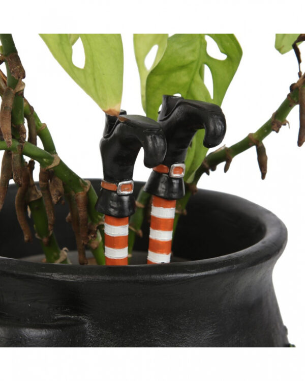 Hexenbeine als Pflanzentopf Stecker 10cm