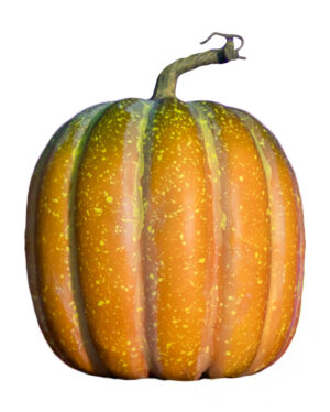 Realistischer Herbstkürbis 23x18cm