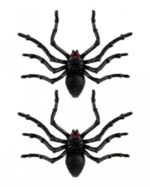 Schwarze Riesen Tarantel 2 St. 14cm