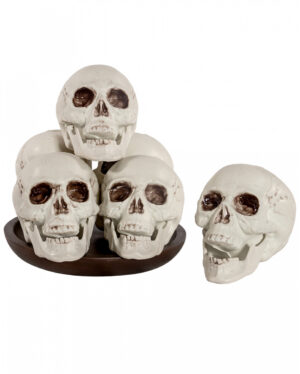 Totenkopf mit beweglichem Kiefer 12