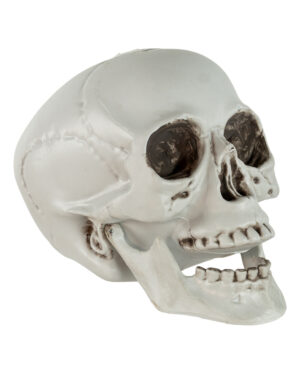 Totenkopf mit beweglichem Unterkiefer