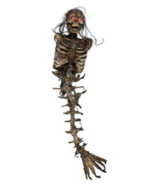 Vermodertes Meerjungfrau Skelett 85cm