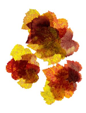 Herbstlaub im Beutel bunt Farbe: bunt