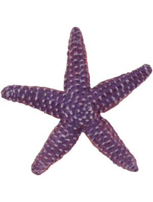 Seestern 9