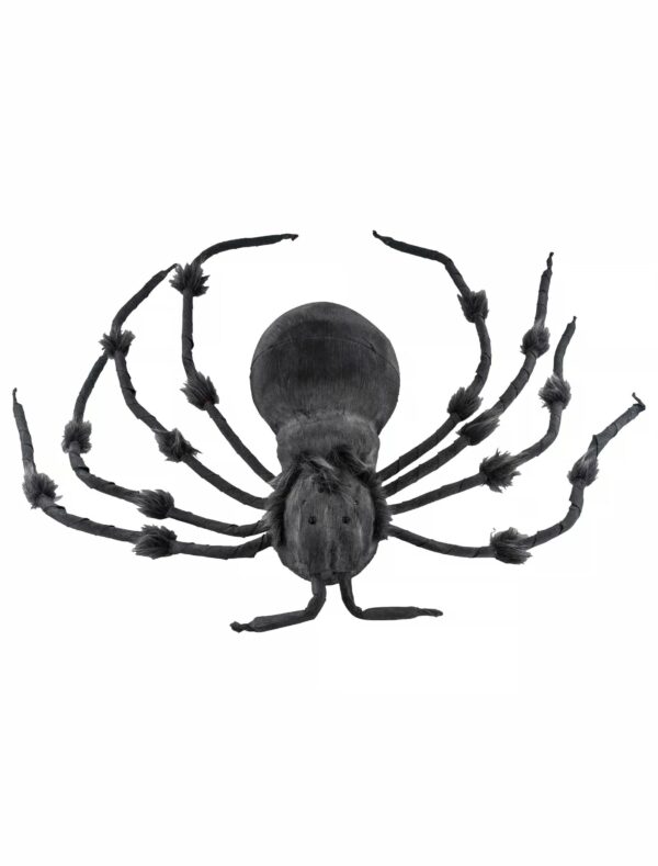 Spinne braun