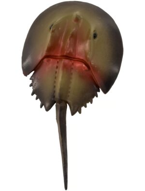 Stachelrochen 12