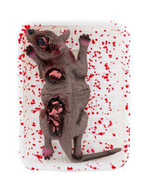 blutige Ratte Farbe: keine Farbe
